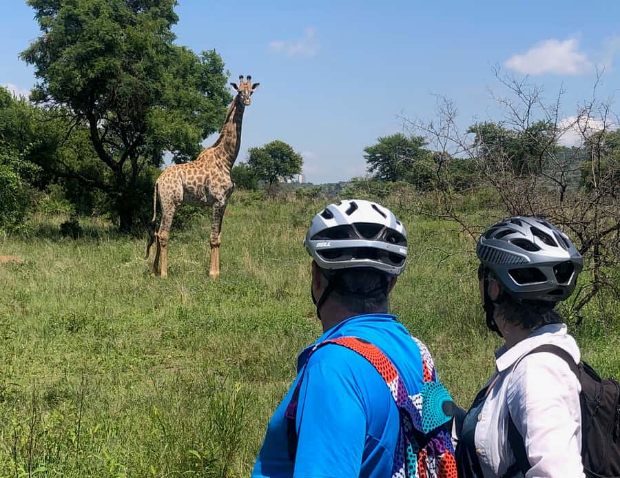 From Pretoria: E-Bike in the wild with game near Jo'burg - Giraffes, Zebras and Ostriches Along the Way