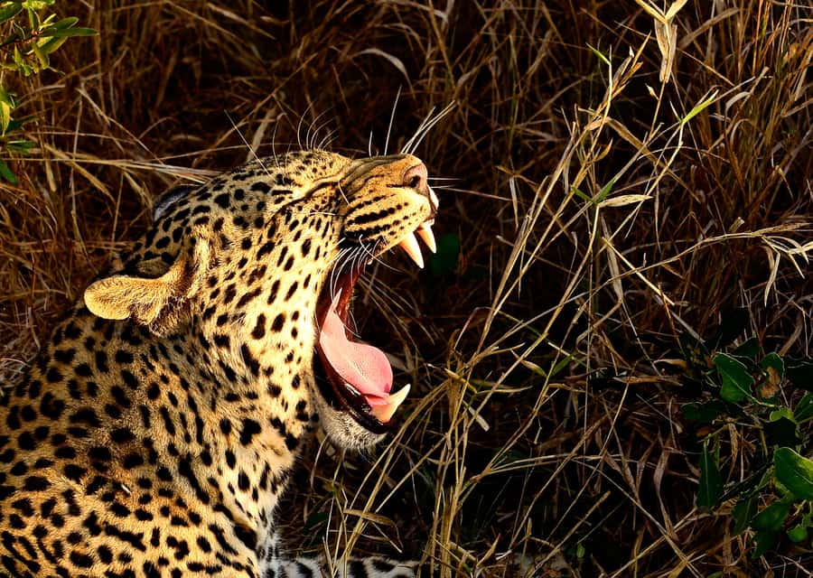 From Richards Bay: Hluhluwe Imfolozi Game Reserve Day Trip - Why Hluhluwe Imfolozi is worth the long ride