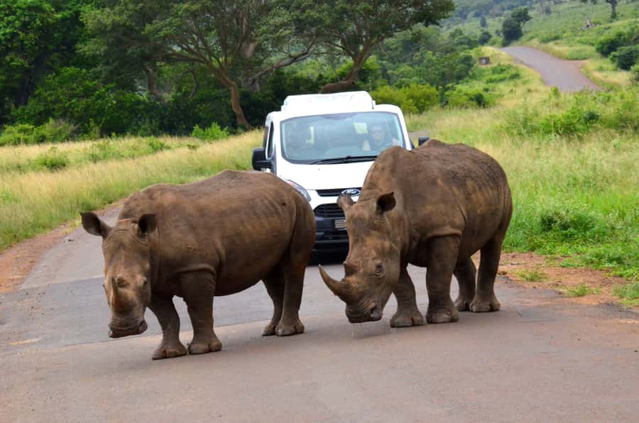 From Richards Bay: Hluhluwe Imfolozi Game Reserve Day Trip - A safari shaped by the weather