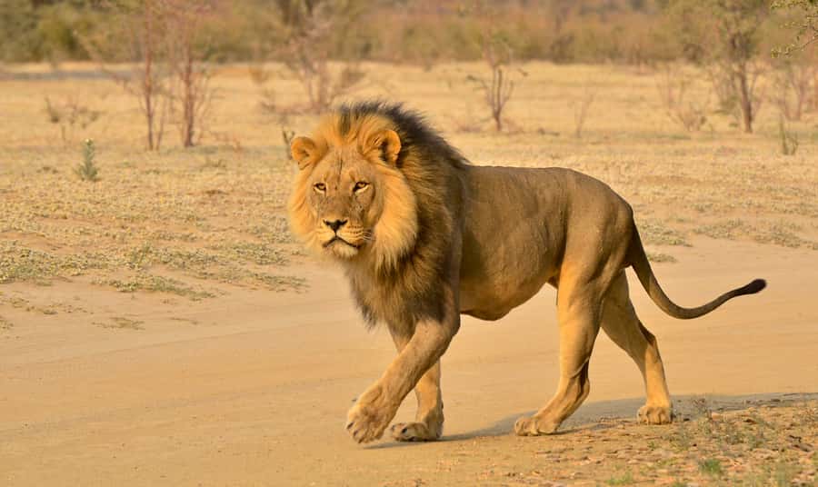 From Richards Bay: Hluhluwe Imfolozi Game Reserve Day Trip - What the six-hour day looks like