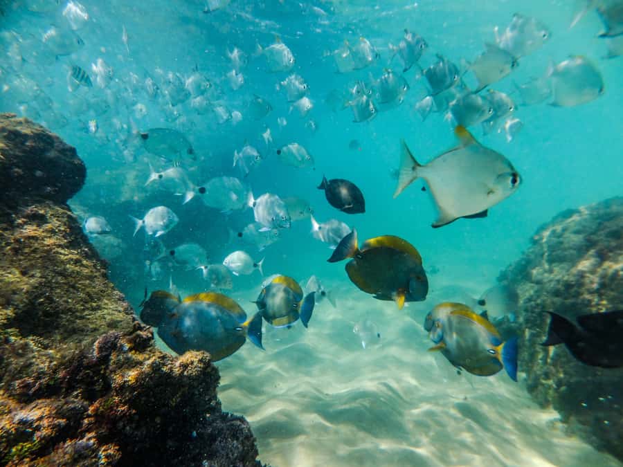 From St Lucia: Cape Vidal Full-Day Snorkeling Safari - The Zulu connection adds meaning