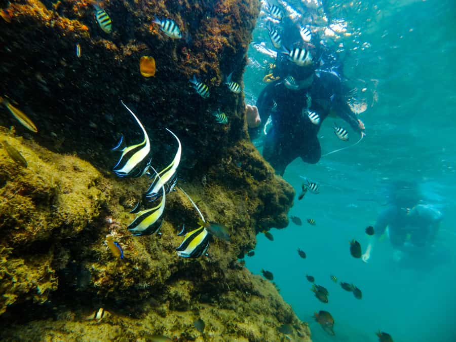 From St Lucia: Cape Vidal Full-Day Snorkeling Safari - What you might see on the game drive