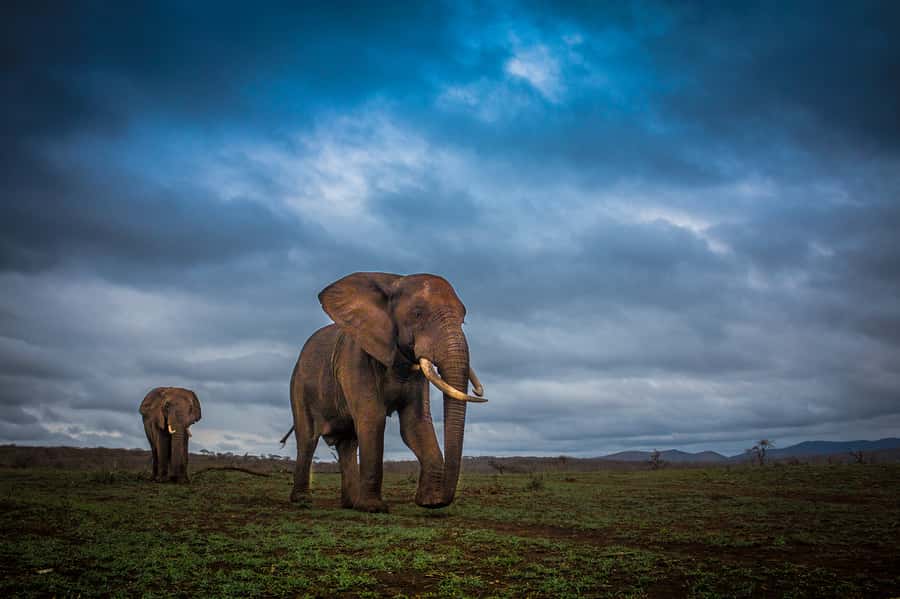 From St Lucia: iSimangaliso Sunset Safari - Key points to know before booking