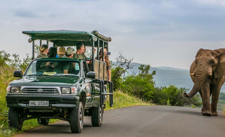 From St Lucia: iSimangaliso Sunset Safari - Wildlife possibilities, from rhino to hippo