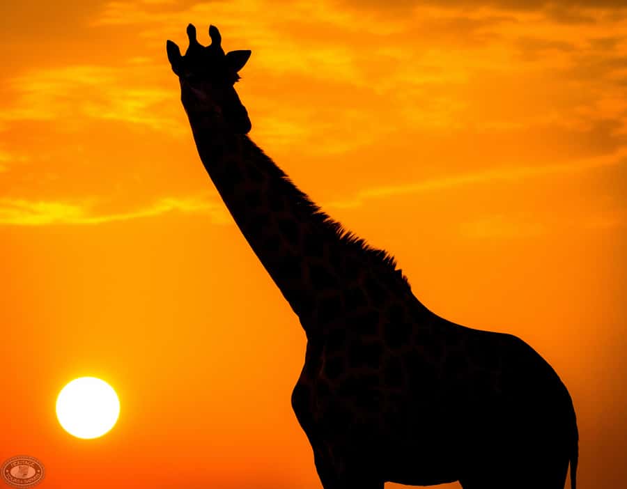From St Lucia: iSimangaliso Sunset Safari - The St Lucia pickup keeps the evening easy