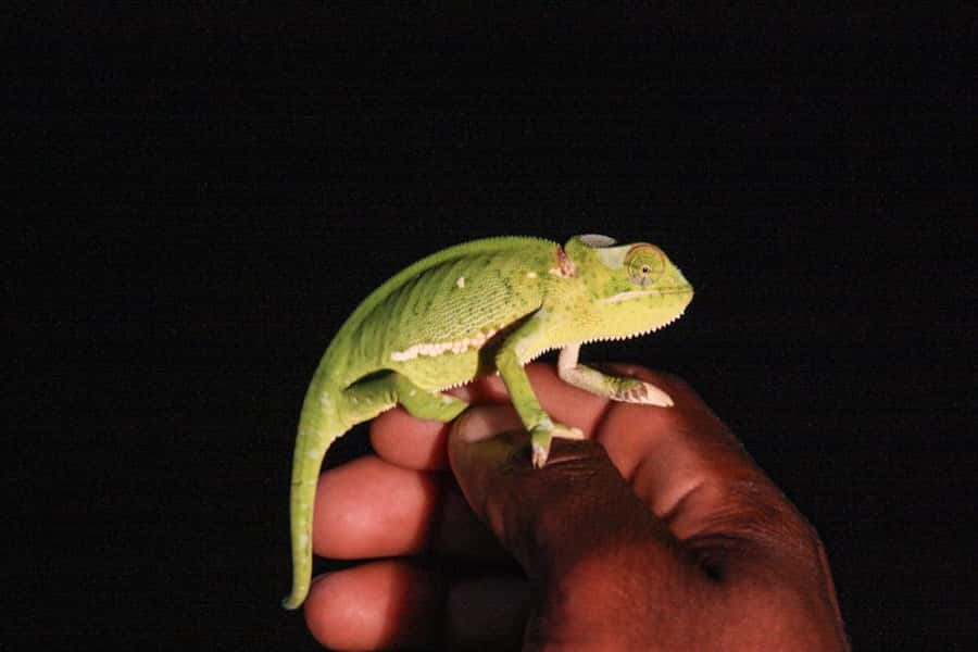 From St Lucia: iSimangaliso Wetland Park Night Drive Safari - Pickup from St Lucia at 7:00 or 8:00 PM