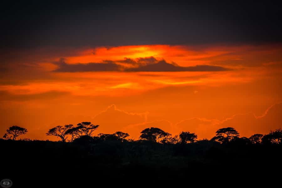 From St Lucia: iSimangaliso Wetland Park Night Drive Safari - What the spotlight can and cannot show you