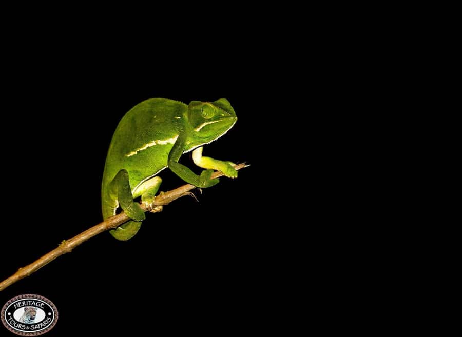 From St Lucia: iSimangaliso Wetland Park Night Drive Safari - Who should book this night drive