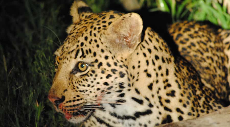 From St Lucia: iSimangaliso Wetland Park Night Drive Safari - FAQ