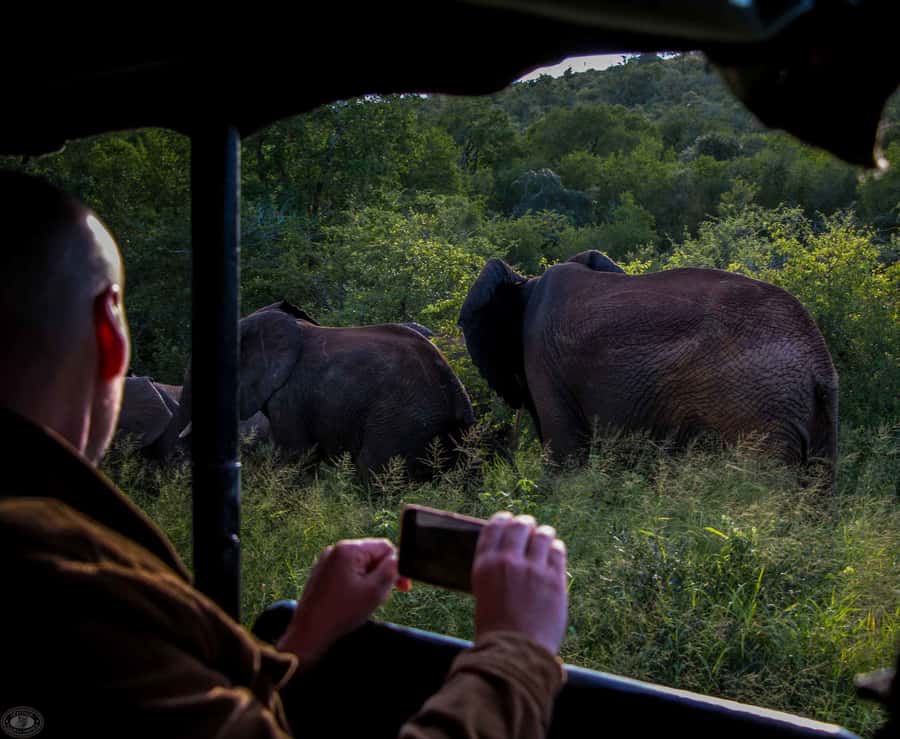 From St Lucia: iSimangaliso Wetland Park Night Drive Safari - Three hours inside iSimangaliso Wetland Park