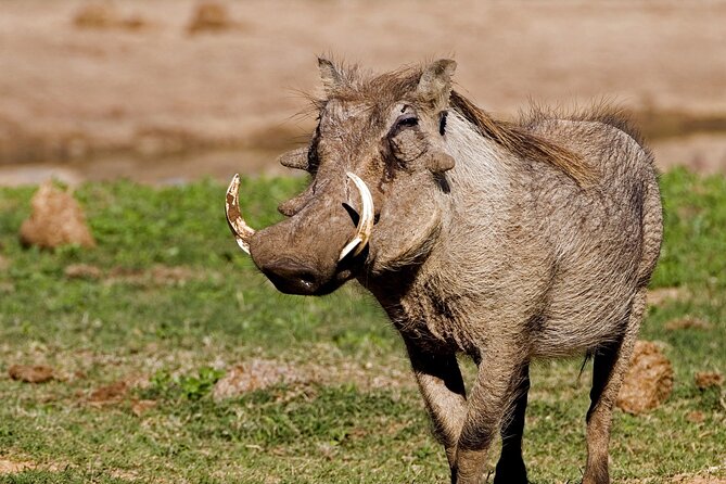 Full-Day Addo Elephant Park & Giraffe Walk - Leaving Port Elizabeth for Addo
