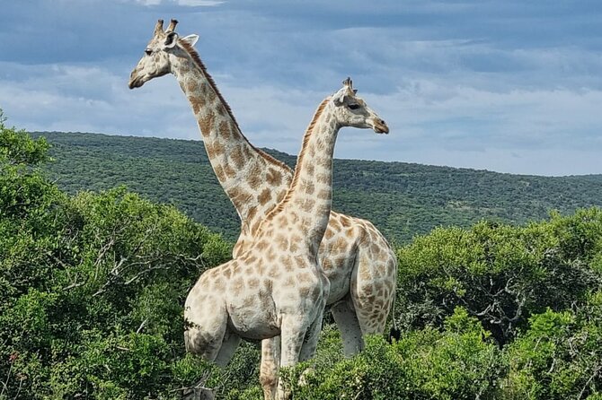Full-Day Addo Elephant Park & Giraffe Walk - Six hours among Addo’s elephants