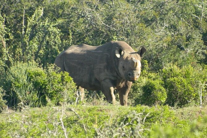 Full-Day Addo Elephant Park & Giraffe Walk - The guides make a real difference