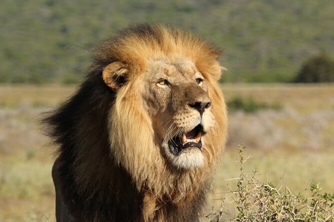 Full-Day Addo Elephant Park & Giraffe Walk - Timing, comfort, and who should book