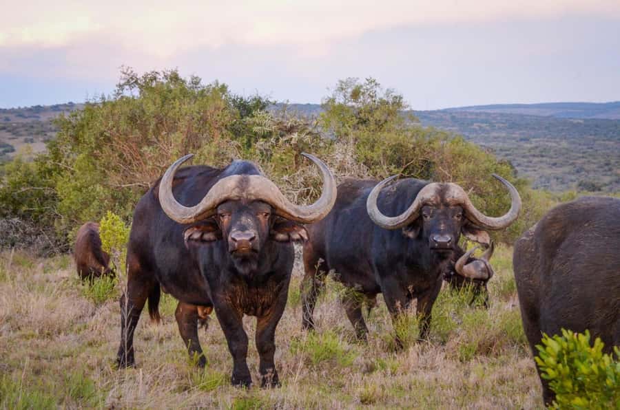 Full-Day Addo Park & Schotia Game Reserve (Open 4x4 vehicle) - Practical ways to prepare