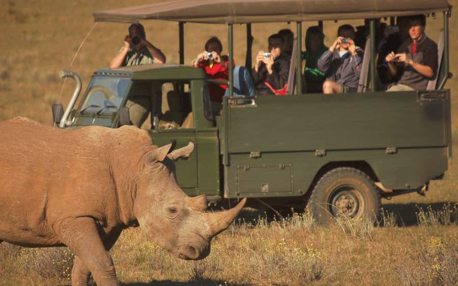 Full-Day Addo Park & Schotia Game Reserve (Open 4x4 vehicle) - Why combining Addo and Schotia works