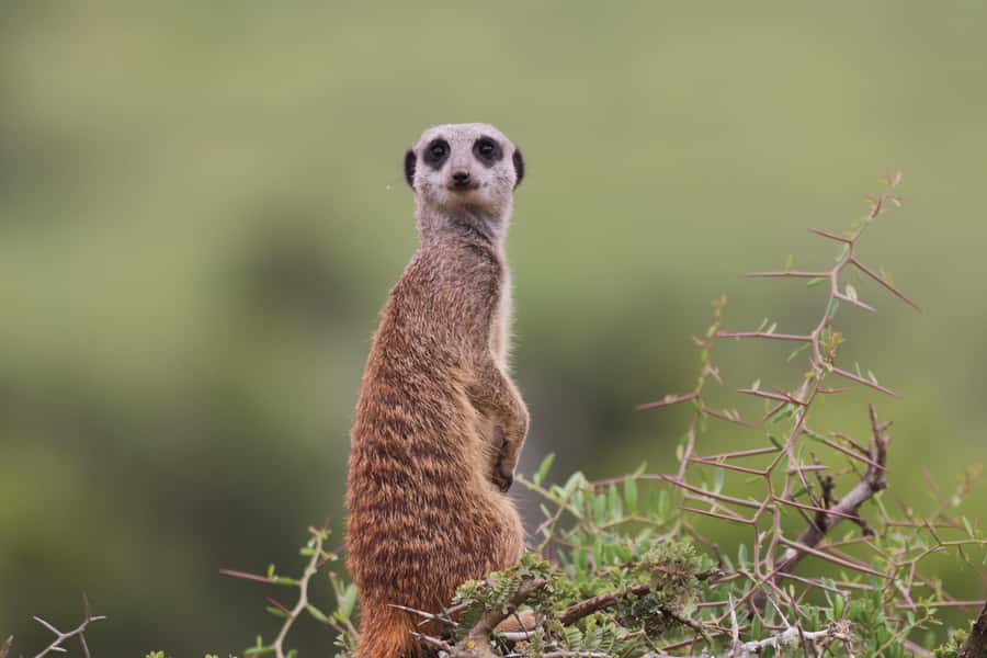 Full-Day Addo Park & Schotia Game Reserve (Open 4x4 vehicle) - A 1.5-hour lunch break in the park
