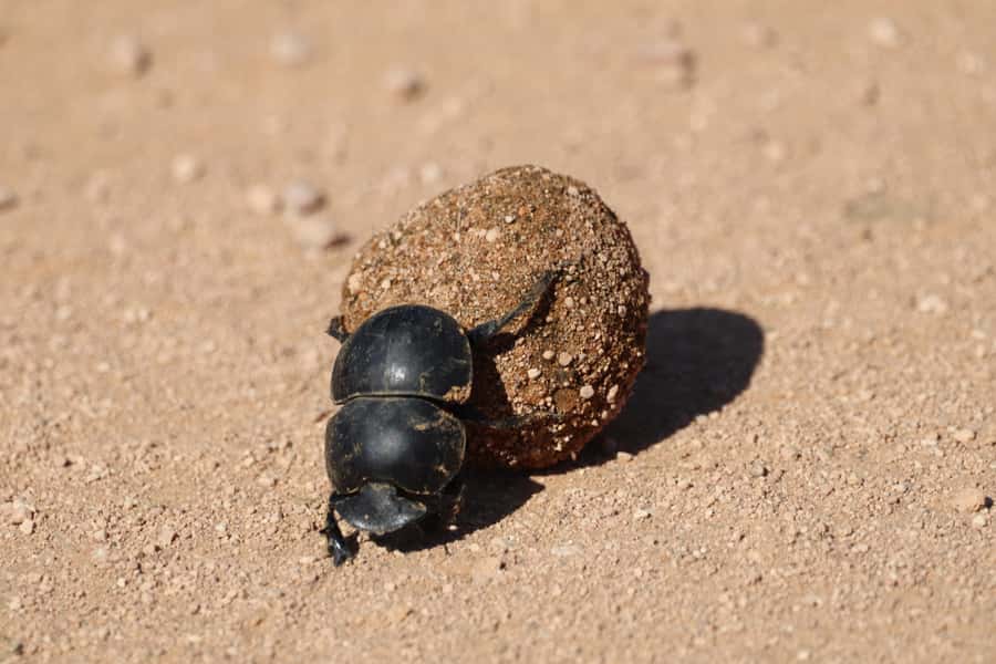 Full-Day Addo Park & Schotia Game Reserve (Open 4x4 vehicle) - Three hours at Schotia in an open 4x4