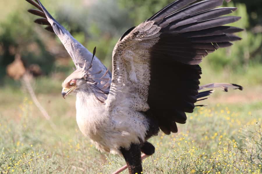 Full-Day Addo Park & Schotia Game Reserve (Open 4x4 vehicle) - Who will enjoy this safari most?