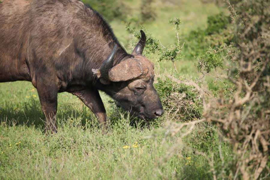 Full-Day All Inclusive Safari with Traditional Braai Lunch - Should you book it?
