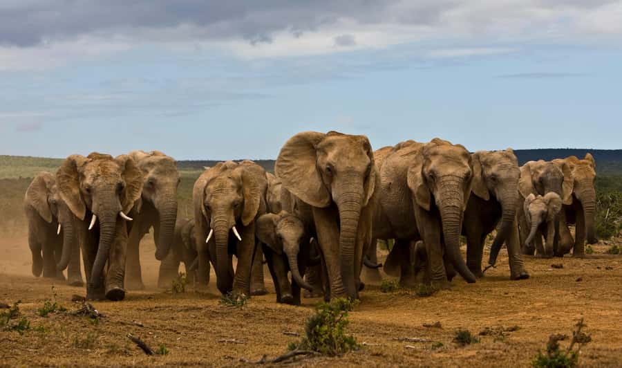 Full-Day All Inclusive Safari with Traditional Braai Lunch - Why Addo works so well for a full-day safari
