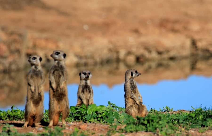 Full-Day All Inclusive Safari with Traditional Braai Lunch - The 10:30 tea break and waterhole search