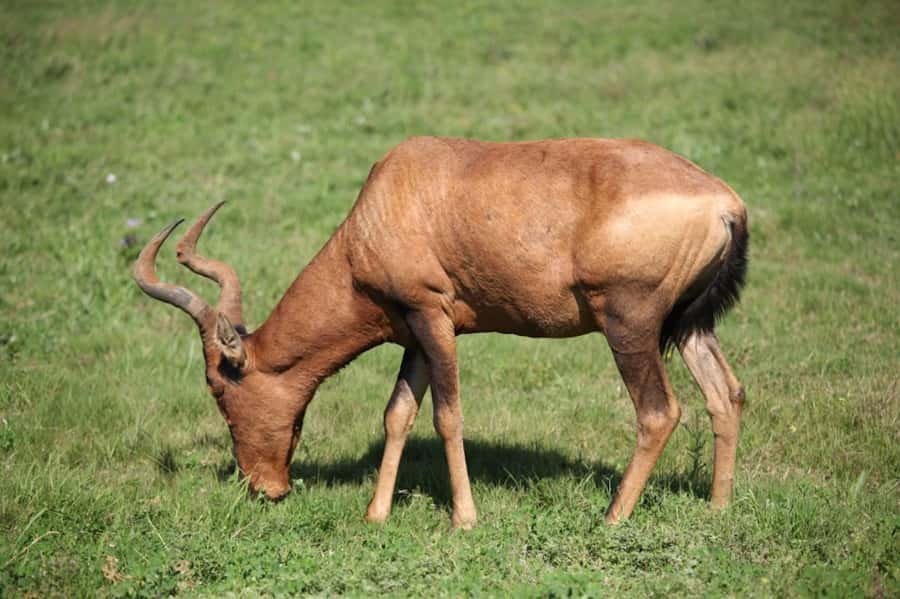 Full-Day All Inclusive Safari with Traditional Braai Lunch - A proper South African braai inside the park