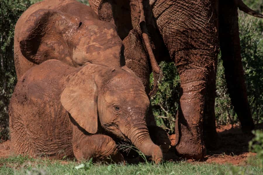 Full-Day All Inclusive Safari with Traditional Braai Lunch - Is $186 a fair price?