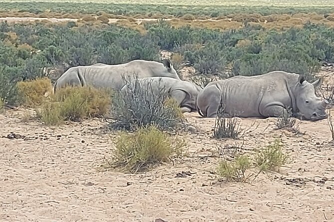 Full day Aquila Game Reserve Big 5 Safari with Wine Tasting Tour - Key things to know before you book