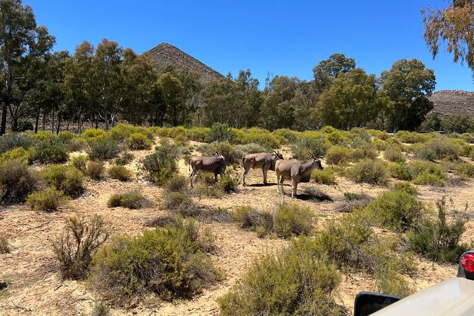 Full day Aquila Game Reserve Big 5 Safari with Wine Tasting Tour - Buffet lunch keeps the middle of the day simple
