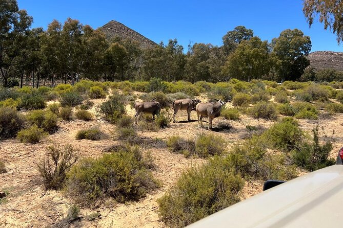 Full day Aquila Game Reserve Big 5 Safari with Wine Tasting Tour - What to bring and how to plan the day