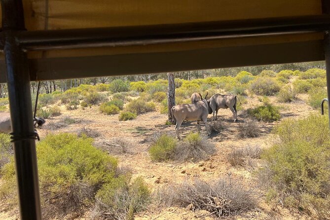 Full day Aquila Game Reserve Big 5 Safari with Wine Tasting Tour - The 8:30 am pickup begins with a long road journey