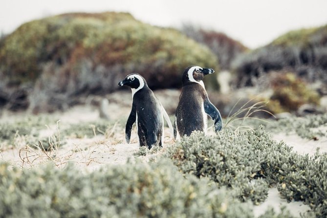 Full-Day Best of the Cape, Peninsula, Cape Point and Stellenbosch Tour - One day from Camps Bay to Stellenbosch