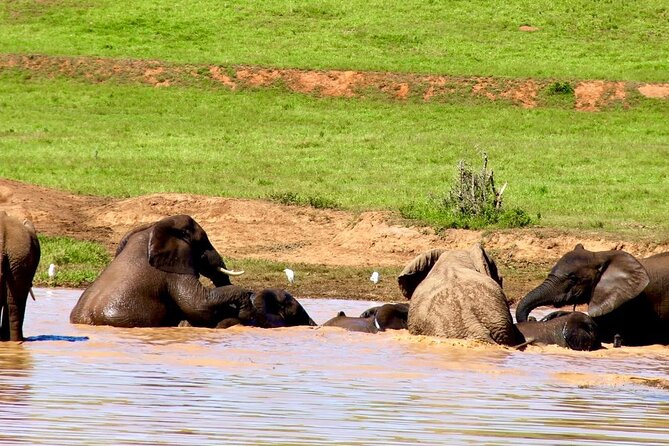 Full day big 5 addo Safari - Key points to know before you book