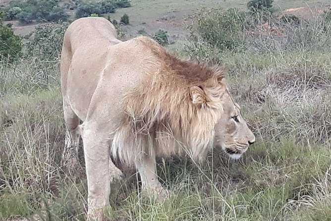 Full day big 5 addo Safari - Why Addo’s elephants make this safari special
