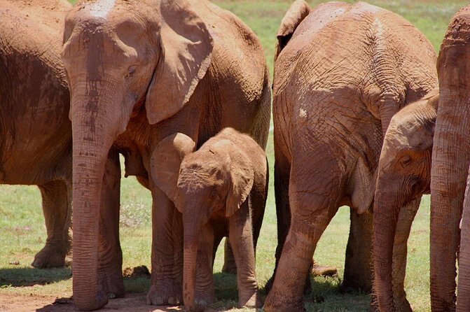 Full day big 5 addo Safari - Small group, personal feel, and practical limits