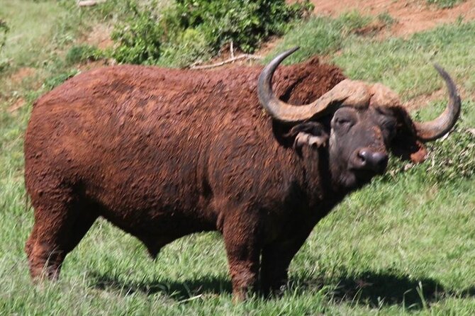 Full day big 5 addo Safari - What a full day in the park feels like