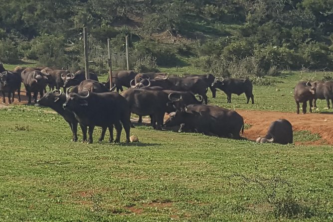 Full day big 5 addo Safari - Who should book this Addo safari