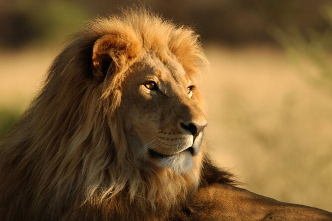 Full Day Big 5 Aquila Safari Private Transfers Including Park Fee From Cape Town - Key points to know before booking