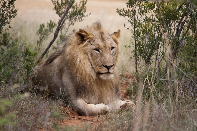 Full Day Big 5 Aquila Safari Private Transfers Including Park Fee From Cape Town - What this Cape Town safari really offers