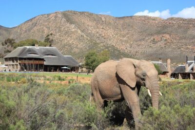 Full Day Big 5 Aquila Safari Private Transfers Including Park Fee From Cape Town