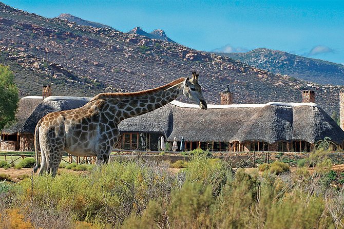 Full Day Big 5 Aquila Safari Private Transfers Including Park Fee From Cape Town - Lunch, pool time, and a slower reserve afternoon