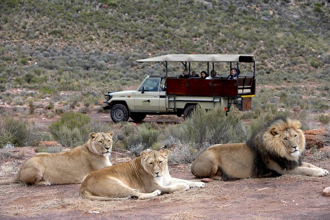 Full Day Big 5 Aquila Safari Private Transfers Including Park Fee From Cape Town - Is the $345.08 price good value?