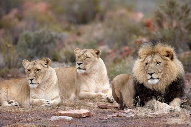 Full Day Big 5 Aquila Safari Private Transfers Including Park Fee From Cape Town - Who should choose this day trip?