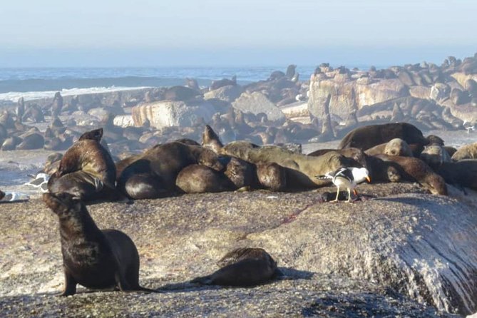 FULL Day Cape of Good Hope and Boulders Penguin Colony - Noordhoek Farm Village is a useful backup stop