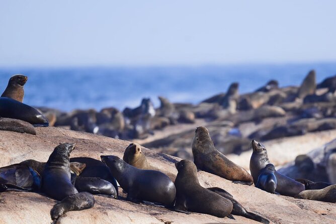 FULL Day Cape of Good Hope and Boulders Penguin Colony - The Cape of Good Hope sign is quick but worthwhile