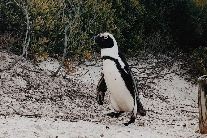 Full Day Cape of Good Hope-Cape Point Group Tour from Cape Town - Noordhoek Farm Village adds a slower pause