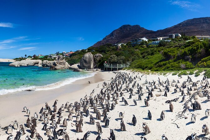 Full Day Cape Peninsula Tour - Cape Point lighthouse: walk up or ride the funicular