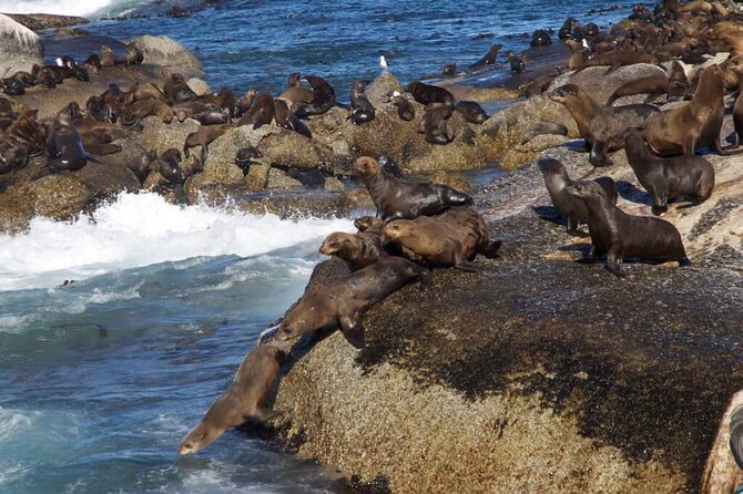 Full Day Cape Peninsula Tour - Simon’s Town and the Boulders Beach decision