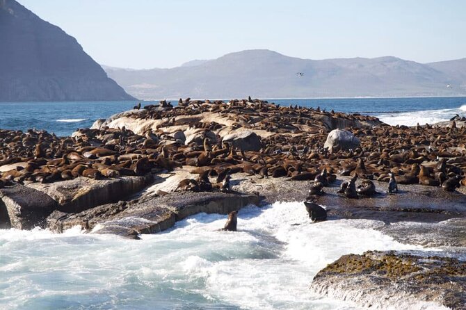 Full Day Cape Peninsula Tour - The False Bay route turns the return drive into sightseeing